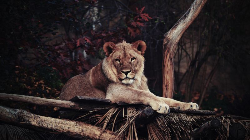 Lion, 5K, Wild animal, Carnivore, Staring, Big cat, Wallpaper