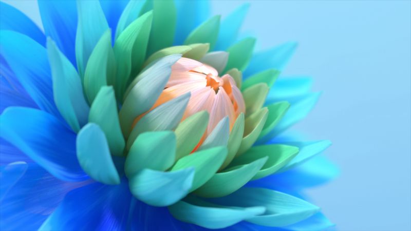 Colorful flower, Blue background, Blossom, Bloom, Wallpaper