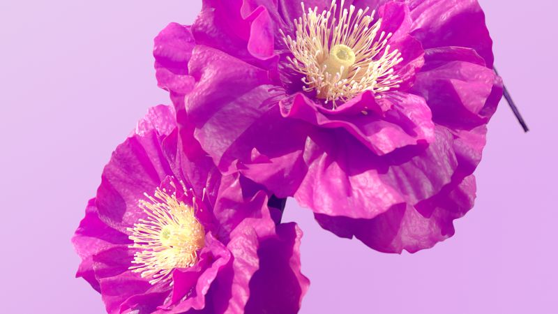 Hibiscus flowers, Pink flowers, Pink background, Wallpaper