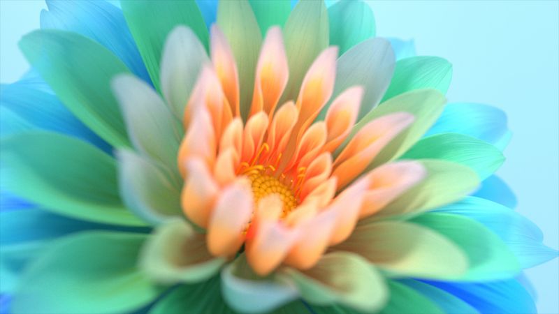 Colorful flowers, Closeup, Macro, Bloom, Digital Art, Wallpaper