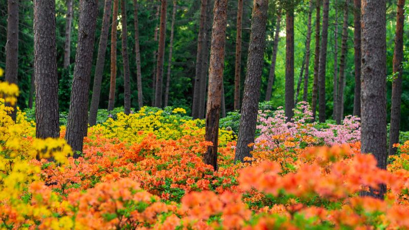 Azalea plants, Haaga Rhododendron Park, Flower garden, Colorful flowers, Landscape, Spring, Finland, 5K, Wallpaper