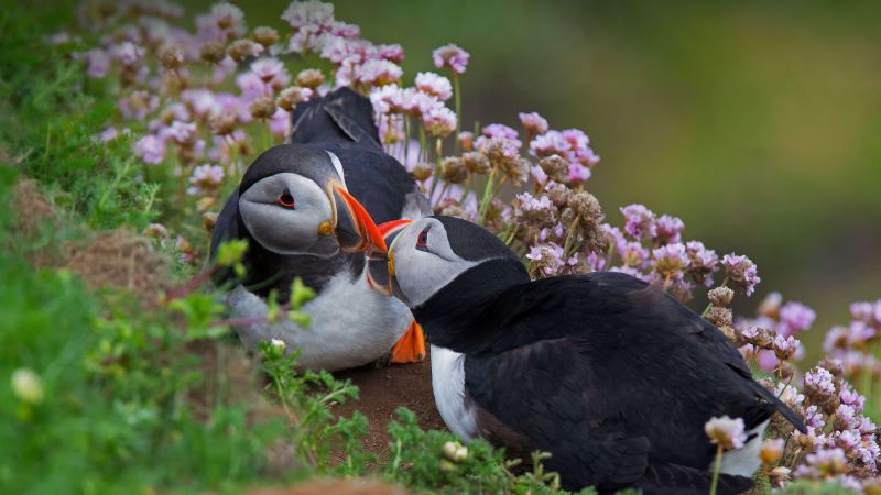 Atlantic puffin, Seabirds, Puffin birds, Together, Wallpaper