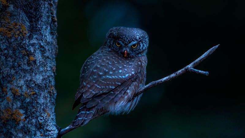 Eurasian pygmy owl, Bird, Tree Branch, Night, Dark, 5K, Wallpaper