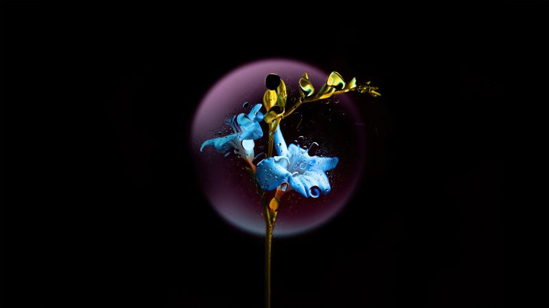 Gentian flower, Blue flower, Black background, AMOLED, Wallpaper