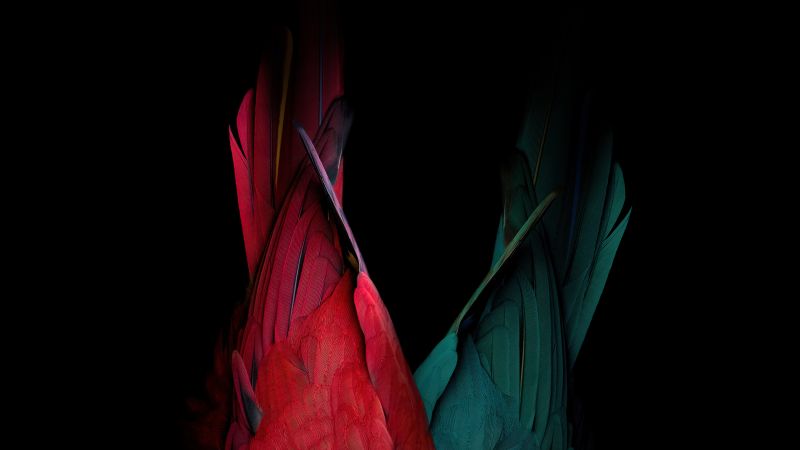 Scarlet macaw, Parrot feathers, Bird feathers, Black background, Colorful, AMOLED, Wallpaper