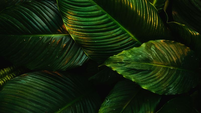 Tropical, Green leaves, Plant, 5K, Wallpaper