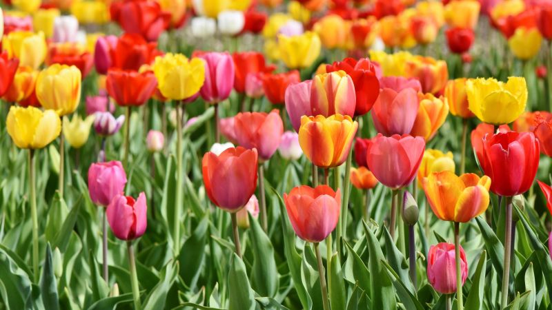 Tulips, Tulip flowers, Flower garden, Tulip garden, Colorful tulips, 5K, Wallpaper