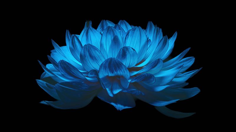 Dahlia flower, Blue flower, Black background, AMOLED, 5K, Wallpaper