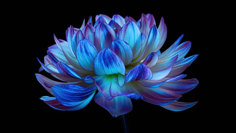 Dahlia flower, Blue flower, Blue dahlia, Black background, AMOLED, 5K, Wallpaper