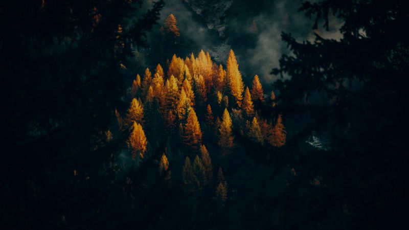 Golden larches, Fall, Forest, Trees, 5K, Wallpaper