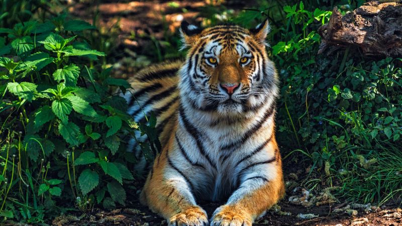 Bengal tiger forest predator jungle wild cat 5k 