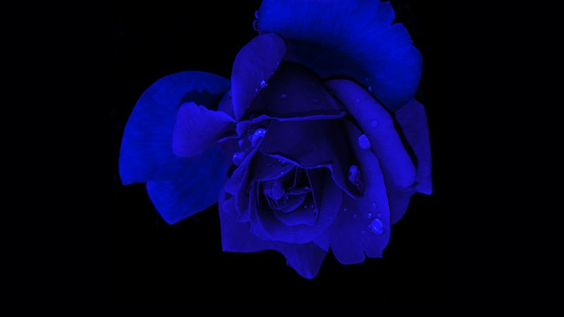Blue rose, Rose flower, Black background, AMOLED, Wallpaper