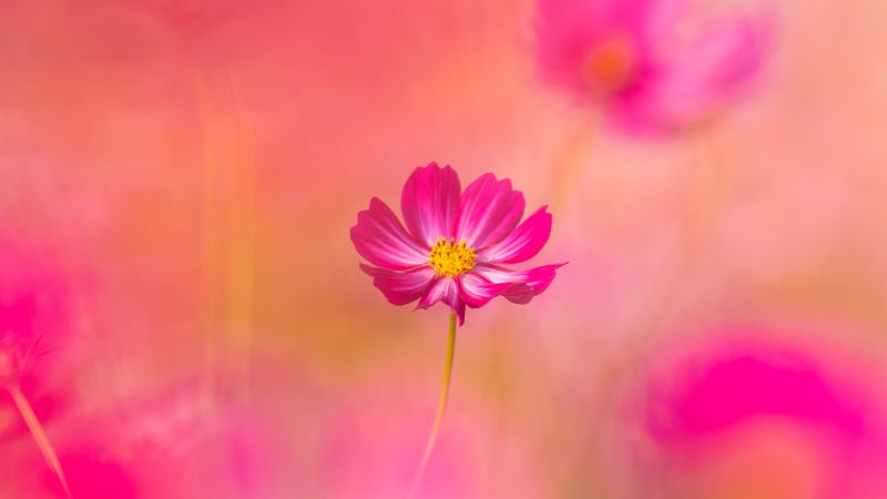 Cosmos flowers, Pink flower, Garden Cosmos, Spring, Blossom, Pink background, 5K, Wallpaper