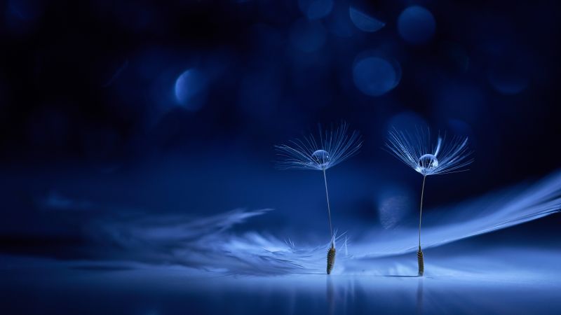 Dandelion flowers, Water drops, Macro, Bokeh Background, Blue background, Wallpaper