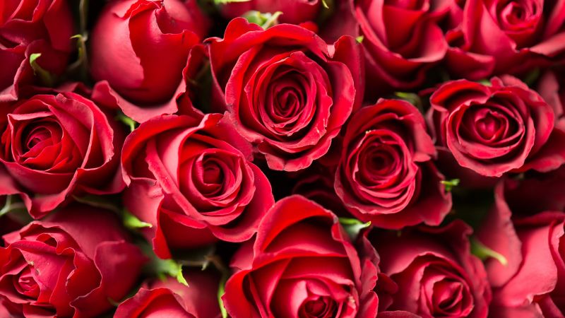 Red Roses, Red flowers, Rose flowers, Wallpaper