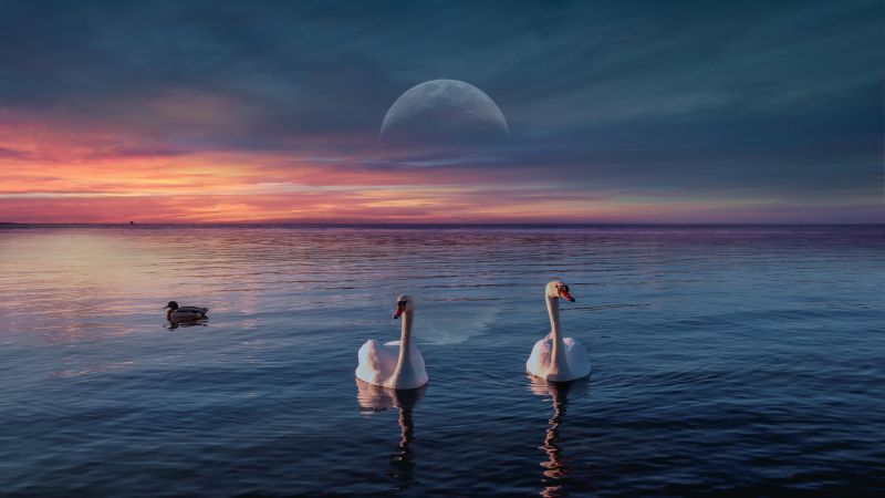 Swans lake birds sunset moon horizon 5k 8k 