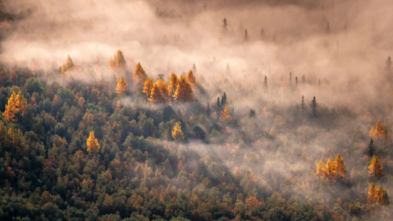 Autumn forest aerial view mist morning light 
