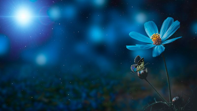 Blue flower, Pollination, Butterfly, Bokeh, Sunlight, Blue light, 5K, 8K, Wallpaper