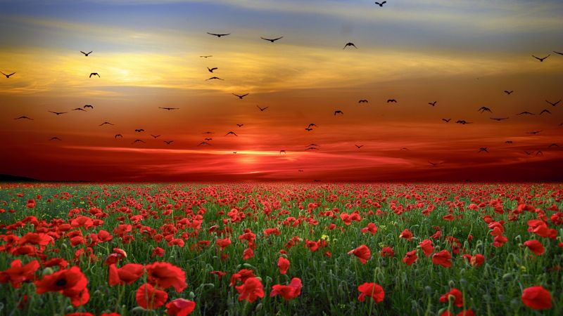 Poppy flowers, Poppy Field, Sunset, Clouds, Birds, Landscape, Countryside, 5K, 8K, Wallpaper