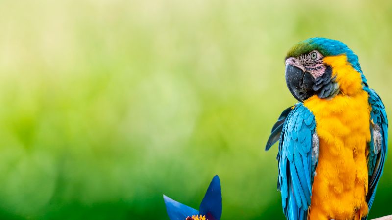 Macaw, Parrot, Green background, Blue flower, 5K, Wallpaper