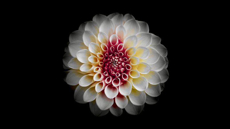 White Dahlia, Black background, Dahlia flower, AMOLED