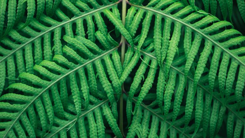 Fern plant, Green leaves, Tree Branches, Green background, Pattern, Wallpaper