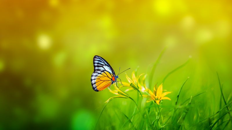 Butterfly, Spring, Bokeh, Green background, Pollination, Yellow flowers, 5K, Wallpaper