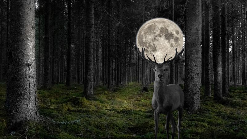 Deer, Moon, Surreal, Forest, Monochrome, 5K, 8K, Wallpaper