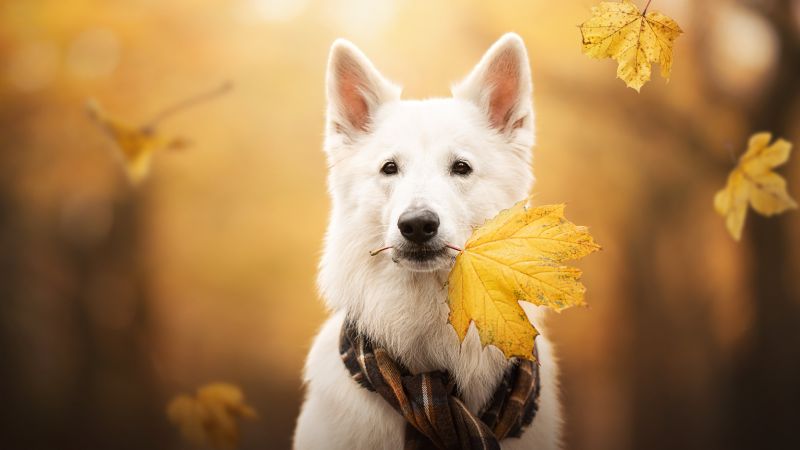 White Swiss Shepherd Dog, Breed Dog, Berger Blanc Suisse, White Shepherd, White Dog, Autumn, 5K, Wallpaper