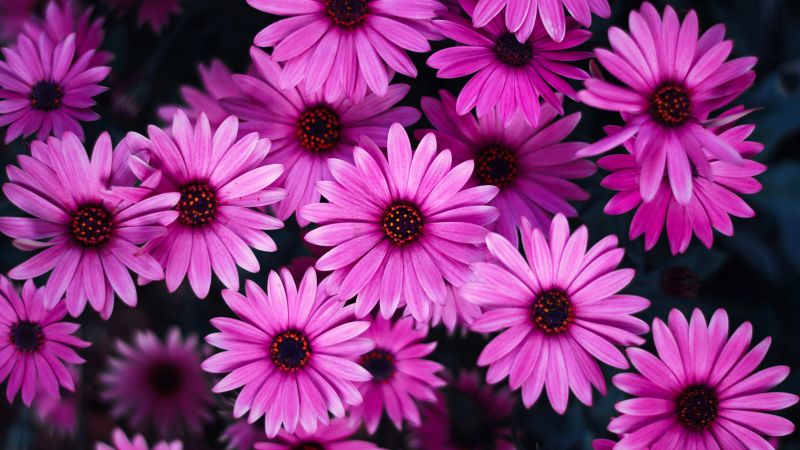Daisy flowers, Pink flowers, Pink Daisies, Pink background, Wallpaper