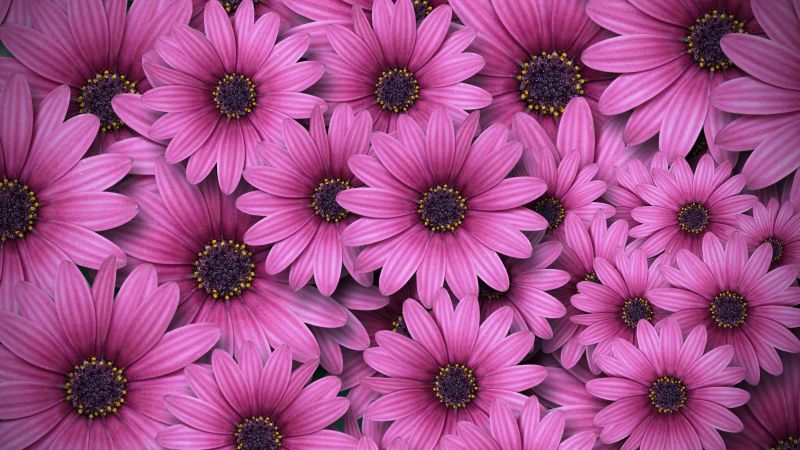 Gerbera flowers, Daisy flowers, Pink Daisies, Aesthetic, Spring, Wallpaper