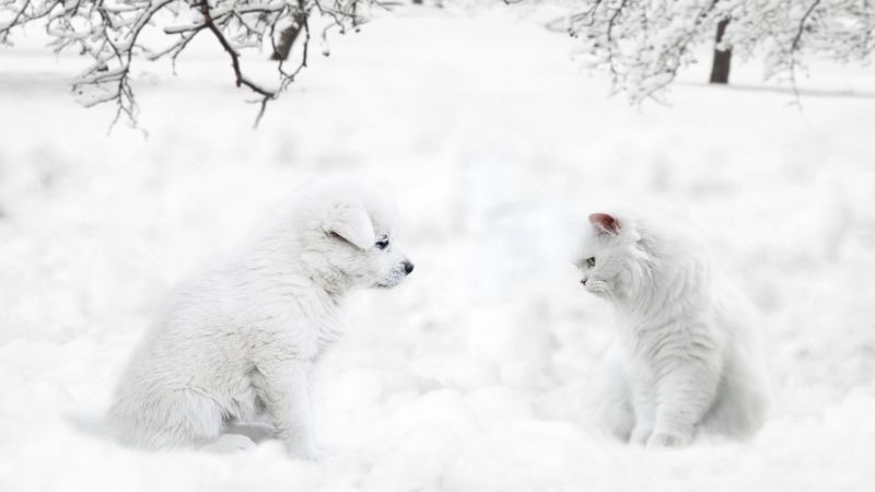 Cute dog, Cute Cat, Cute puppies, Sad dog, Sad cat, Exotic Shorthair, Winter snow, 5K, 8K, Wallpaper