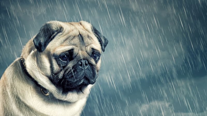 Sad Pug, Sad dog, Sad puppy, Raining, Sad animals, Sad face, Wallpaper