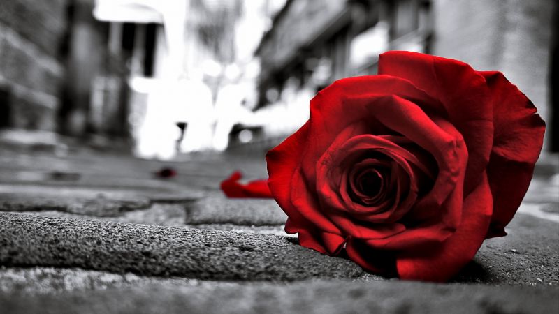 Red Rose, Monochrome background, Sad Rose, Sad mood, Sad vibes, Wallpaper