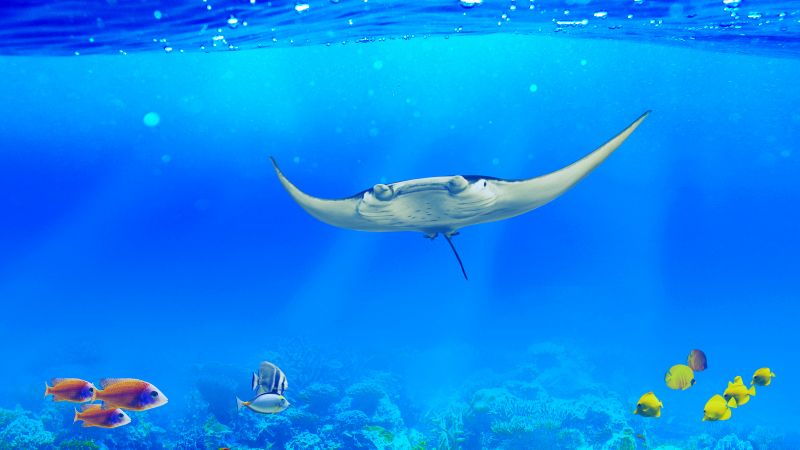 Manta ray, Underwater, Ocean life, Fishes, Coral reef, Blue background, Wallpaper