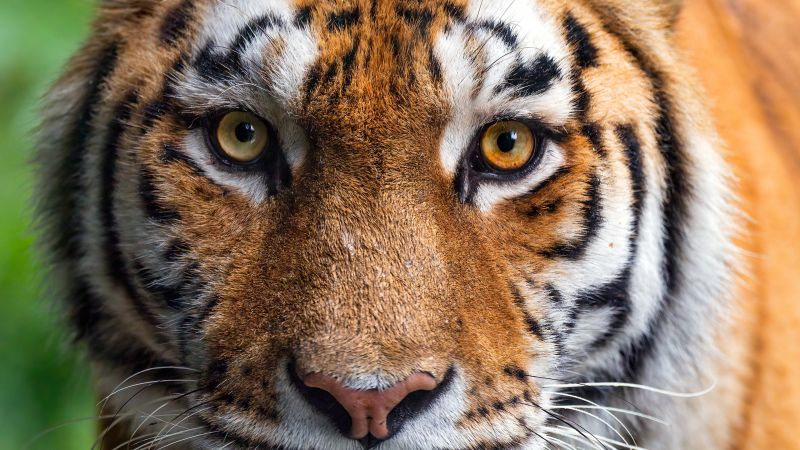 Amur tiger, Siberian tiger, Closeup, Wallpaper