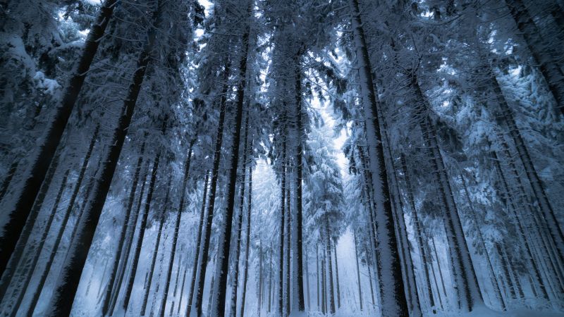 Winter forest, Cold night, Snow covered, Pine trees, 5K, Wallpaper