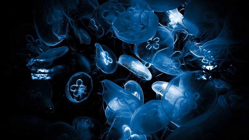 Jellyfishes, Deep Sea, Underwater, Dark background, Wallpaper