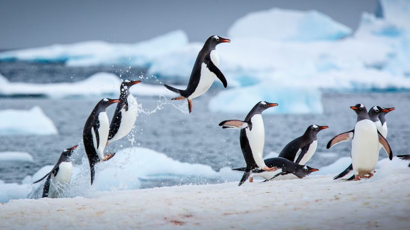 Gentoo penguins, Antarctica, Antarctic Peninsula, Wallpaper