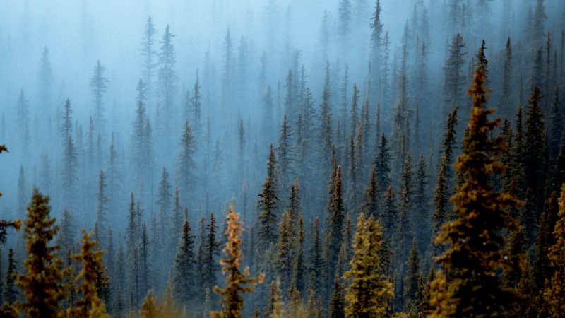 Foggy forest, Pine trees, Daytime, Banff National Park, Canada, 5K, Wallpaper
