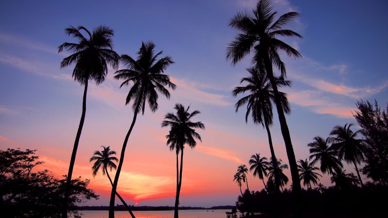 Palm trees, Sunset, Silhouette, Scenery, Dusk, 5K, Wallpaper
