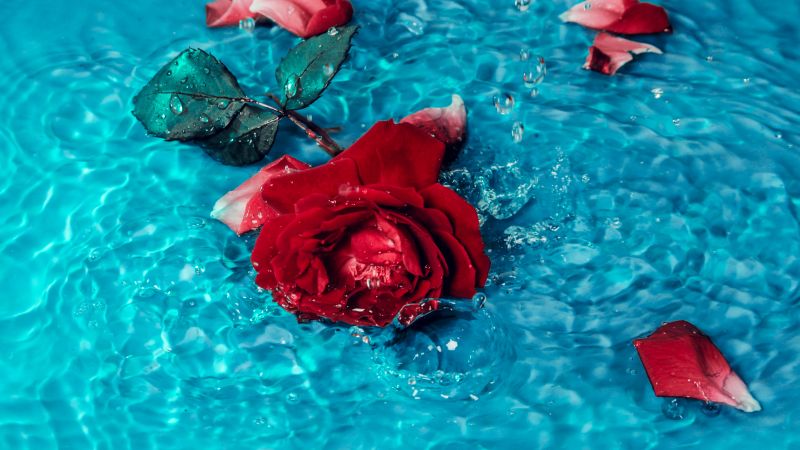 Red Rose, Rose flower, Teal background, Rose Petals, 5K, Wallpaper