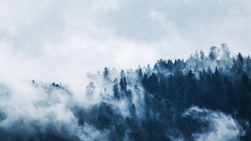 Foggy, Pine trees, Forest, Cloudy Sky, 5K, Wallpaper