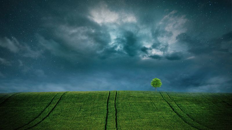Landscape, Lone tree, Starry sky, Cloudy Sky, Green Fields, 5K, 8K, Wallpaper
