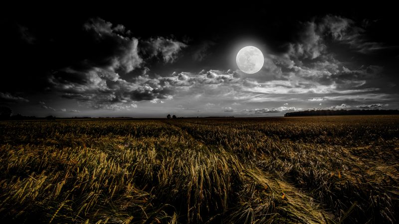 Full moon, Grass field, Landscape, Night, Dusk, 5K, Wallpaper
