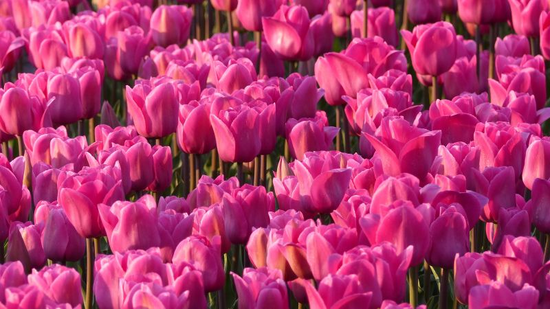 Pink Tulips, Tulip flowers, Tulip garden, Spring, Wallpaper