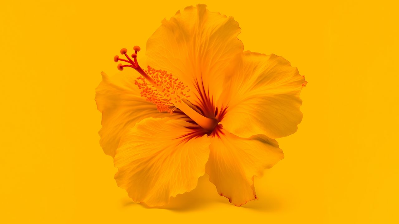 hibiscus flowers