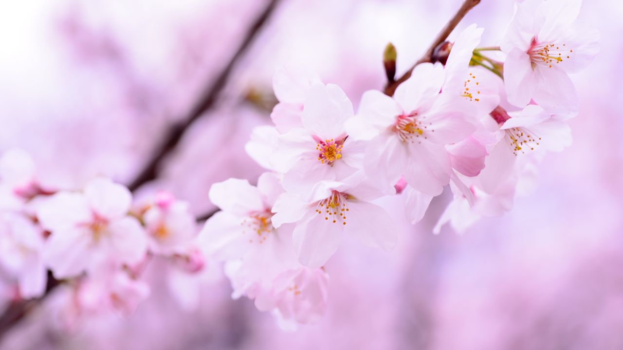 Cherry blossom Wallpaper 4K, 5K, Cherry flowers, Spring