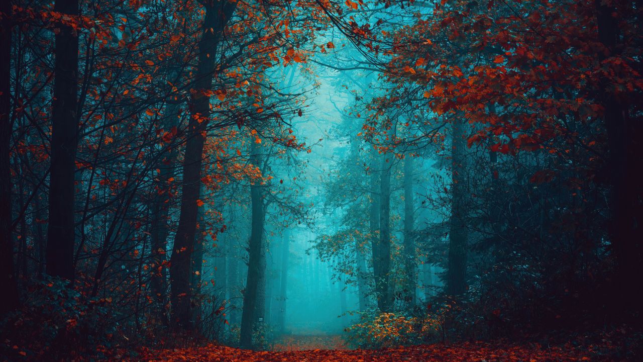 Foggy night Wallpaper 4K, Autumn Forest, Beauty, Mystical