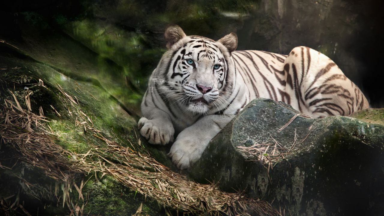 White Bengal Tiger Wallpaper 4K, Zoo, White tiger, Wild, Animals, #1305